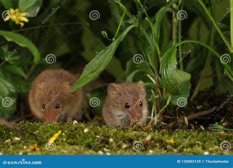 Harvest Mice in Natural Habitat Stock Image - Image of grass, minutus ...