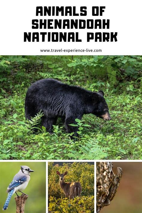 Shenandoah National Park Wildlife Viewing | The National Parks Experience | Shenandoah national ...