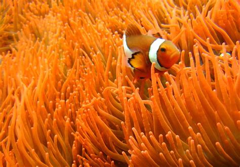 Anemonen - finding Nemo | a_kep | Flickr