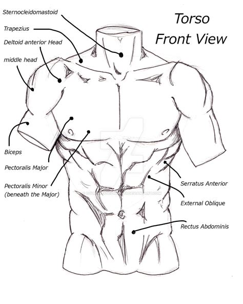 Torso Front View by CourtneysConcepts on DeviantArt