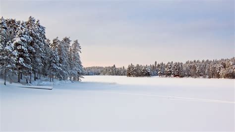 Free photo: Snow Field Forest - Branches, Outdoors, Winter landscape ...