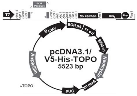 3. Diagram representation of pcDNA3.1/V5-His-TOPO-TA cloning vector... | Download Scientific Diagram