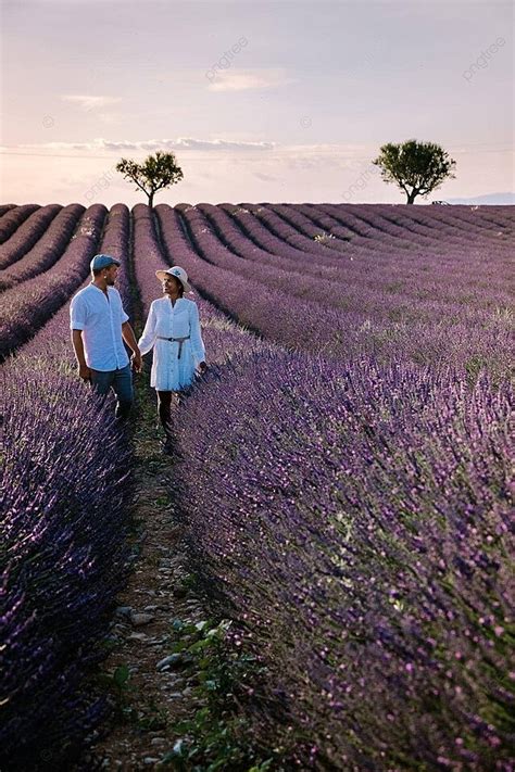 Three People Enjoy Lavender Fields In Southern France Photo Background ...