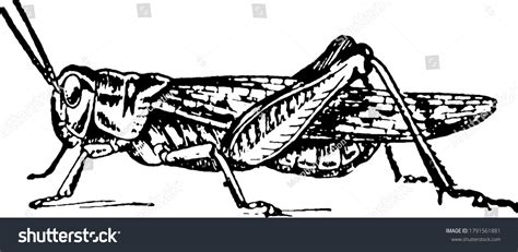 Life Cycle Locust Stage Six Locusts Stock Vector (Royalty Free) 1791561881 | Shutterstock