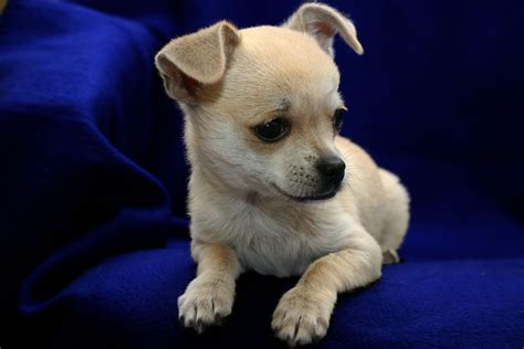 Fotos bonitas de perros Chihuahua - Blog de imágenes