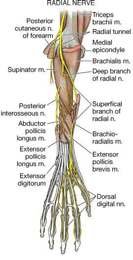 Deep Branch of the Radial Nerve and Posterior Interosseous Nerve Nerve Anatomy, Human Body ...