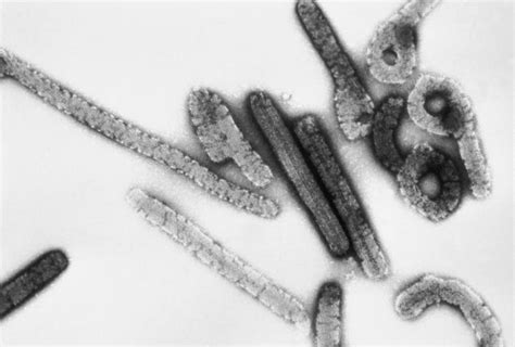 Infection Landscapes: Marburg Hemorrhagic Fever