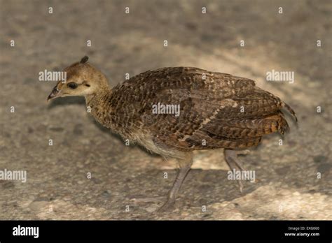 Baby peacock – peafowl – chicks Stock Photo: 85173928 - Alamy