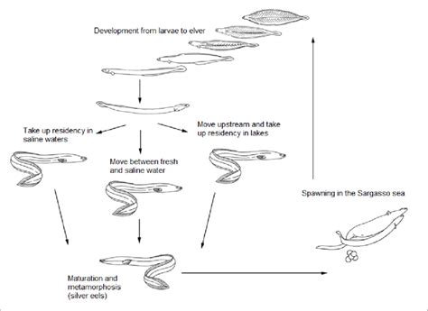 Life cycle of the American eel, Anguilla rostrata | Download Scientific ...