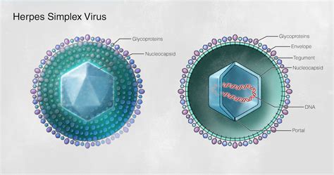 Herpes Simplex Virus