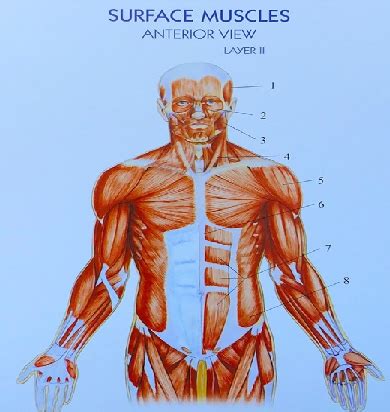 2 muscular system anatomy Flashcards | Quizlet