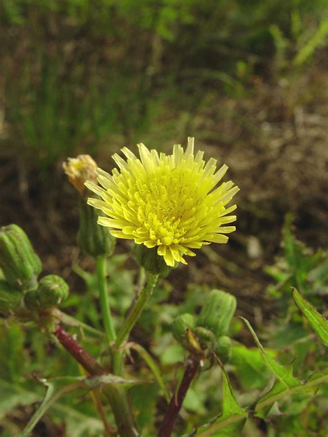 Sonchus oleraceus (common sow-thistle): Go Botany