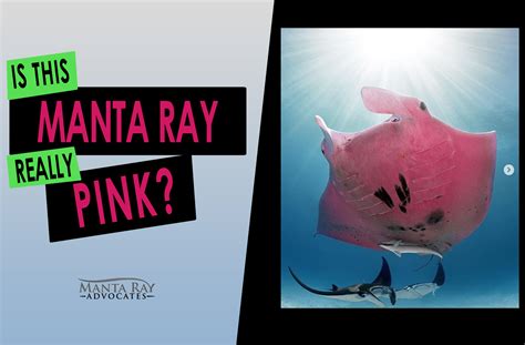 Is this Manta Ray Really Pink? - Manta Ray Advocates Hawaii