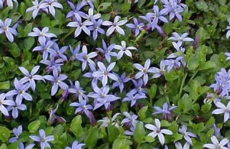 Grow Blue Star Creeper Ground Cover instead of Lawn Grass