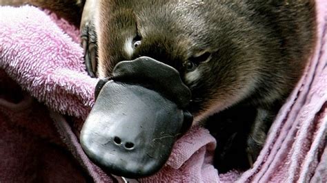 Platypus venom paves way to possible diabetes treatment - BBC News