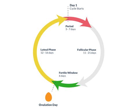 What Happens In Your Body During Ovulation?