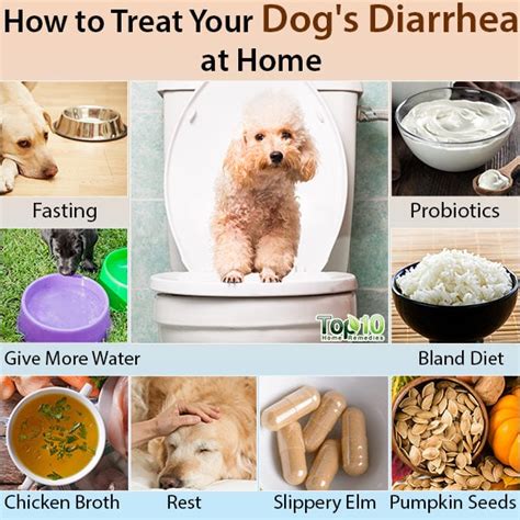 How to Treat Your Dog's Diarrhea at Home | Top 10 Home Remedies