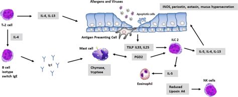 T helper 2 (Th2) cells in asthma pathogenesis. Two molecular ways: (1 ...