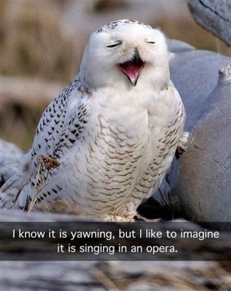 25 of the Cutest Owl Memes to Brighten Your Day | Let's Eat Cake