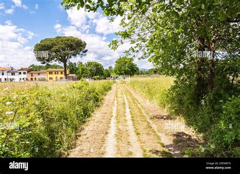 Path on the historic Francigena road from Lucca to Siena. Walking between nature, history ...