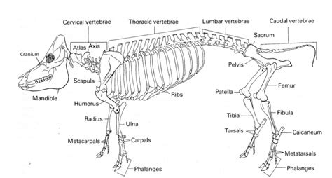 Quadruped animal anatomy Diagram | Quizlet