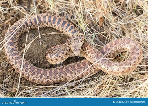 Pacific Gopher Snake Pituophis Catenifer Catenifer Adult in Defensive Posture. Stock Image ...