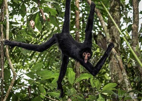 Rewilding Peruvian Spider Monkeys!!! | Focusing on Wildlife