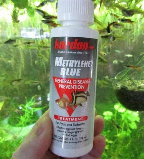 Methylene Blue For Freshwater Fish - How To Use This Versatile & Safe ...