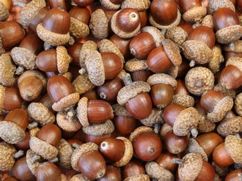 8 Amazing Benefits of Acorns | Organic Facts