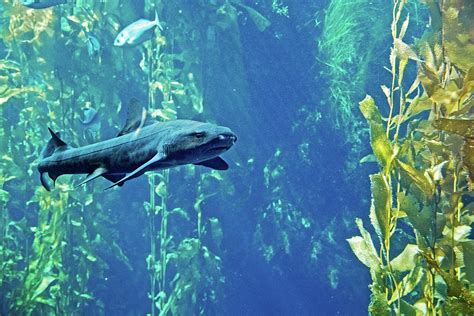 Hammerhead Shark in Kelp Forest in Monterey Bay Aquarium, California Photograph by Ruth Hager ...