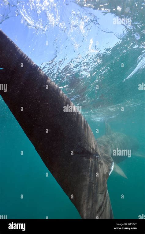 Shark fin tail hi-res stock photography and images - Alamy