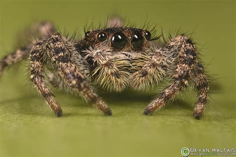 Jumping Spider in House