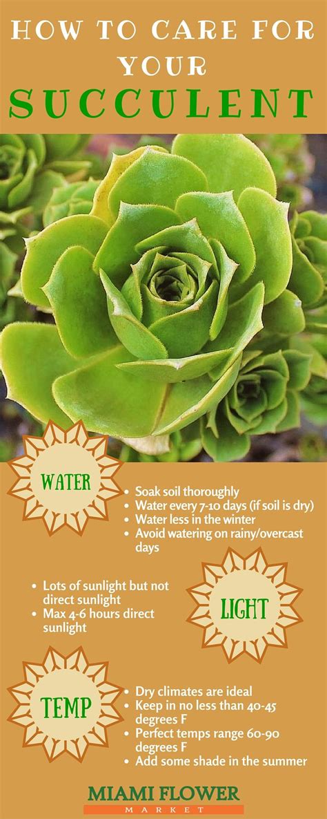 Succulent Care Guide Outdoor – Yoiki Guide