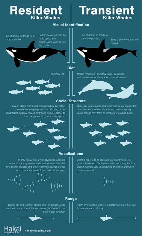 A Tale of Two Killer Whales | Smithsonian