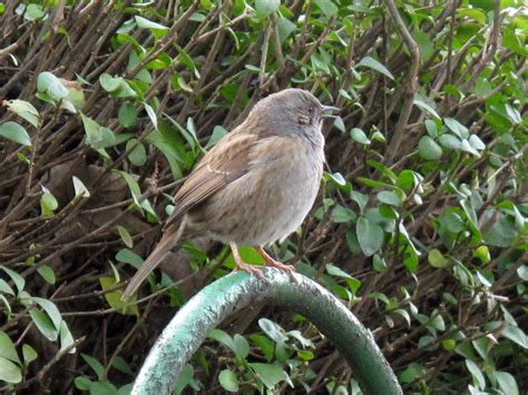 The Rattling Crow: The fascinating love life of the Dunnock