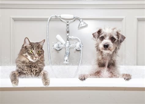 Pet Sitting Diary: HK Pet Sitting, Pet Grooming & Dog Training