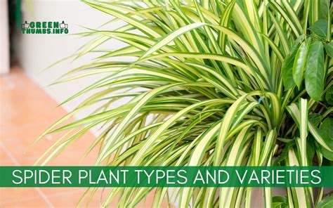 11 Spider Plant Types and Varieties (with pictures!)