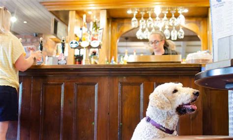 50+ Dog Friendly Pubs & Restaurants in the UK (Choose By Location)