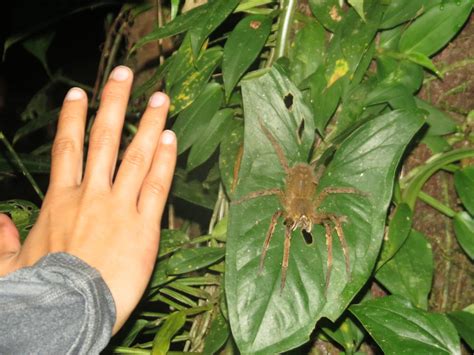 Brazilian Wandering Spider Size