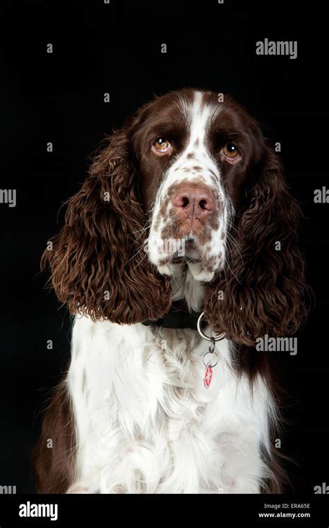 English Springer Spaniel Portrait Stock Photo - Alamy