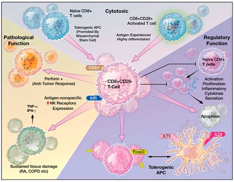 Cytotoxic T Cells Cancer