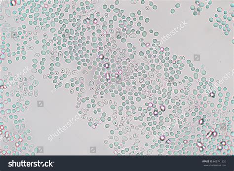 Budding Yeast Cell Under Microscope Stock Photo (Edit Now) 666741520