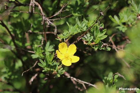 How to Grow Potentilla, Dasiphora fruticosa - Plant Care for Beginners - Plantopedia