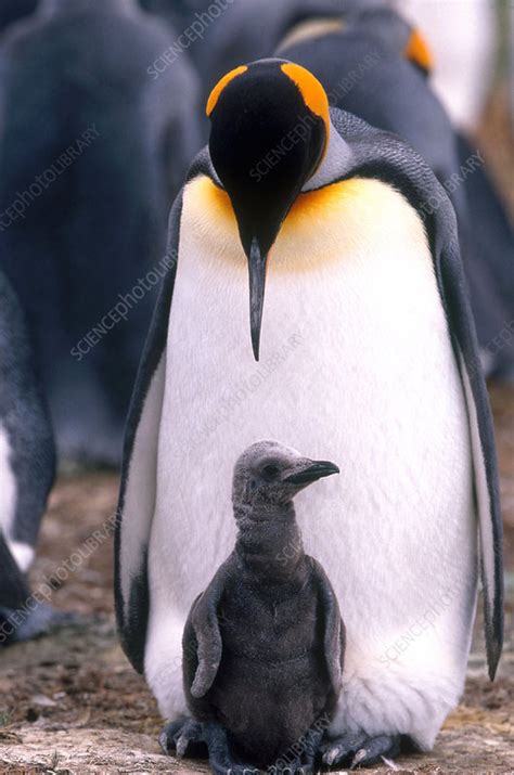 King Penguin with Chick - Stock Image - C004/5875 - Science Photo Library