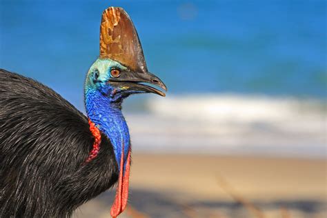 cassowary - Popular Science