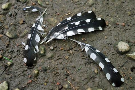 How to Identify Feathers | Outside My Window