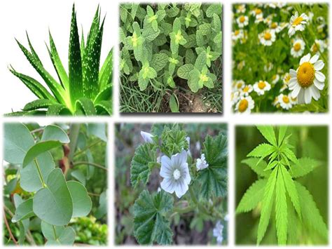 Las 15 mejores plantas medicinales en México