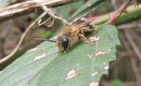 Chocolate Mining Bee | Gedling Conservation Trust, Nottingham