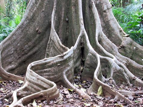 Rainforest Buttress Roots - Henrietta Creek in the Rainfor… | Flickr