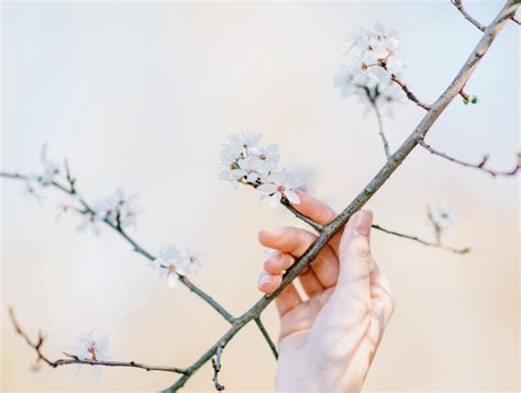 Free Stock Photo of Nature People branchlet branch plant leaf leaves ...